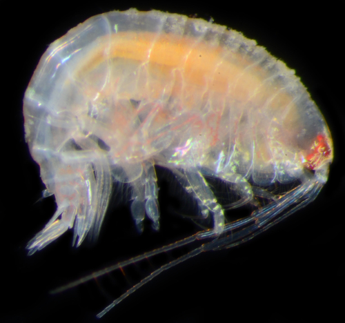 taxonomy_inaturalist image for Ampelisca