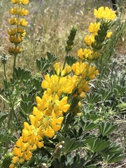 Lupinus luteolus