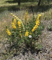 Lupinus luteolus