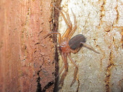 Doliomalus cimicoides