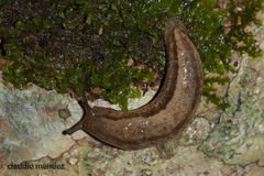 Meghimatium pictum
