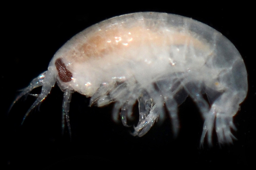 Family Aristiidae · iNaturalist