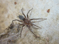 Gnaphosidae