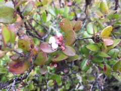 Arctostaphylos nummularia