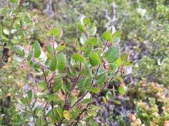 Arctostaphylos nummularia