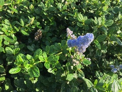 Ceanothus thyrsiflorus griseus