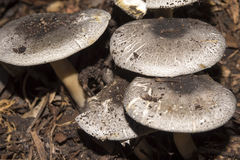 Agaricus rotalis