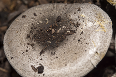 Agaricus rotalis