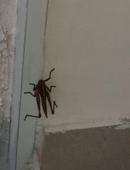 Schistocerca piceifrons