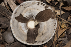 Agaricus rotalis