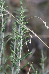 Ozothamnus scutellifolius