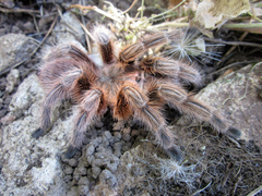 Grammostola rosea