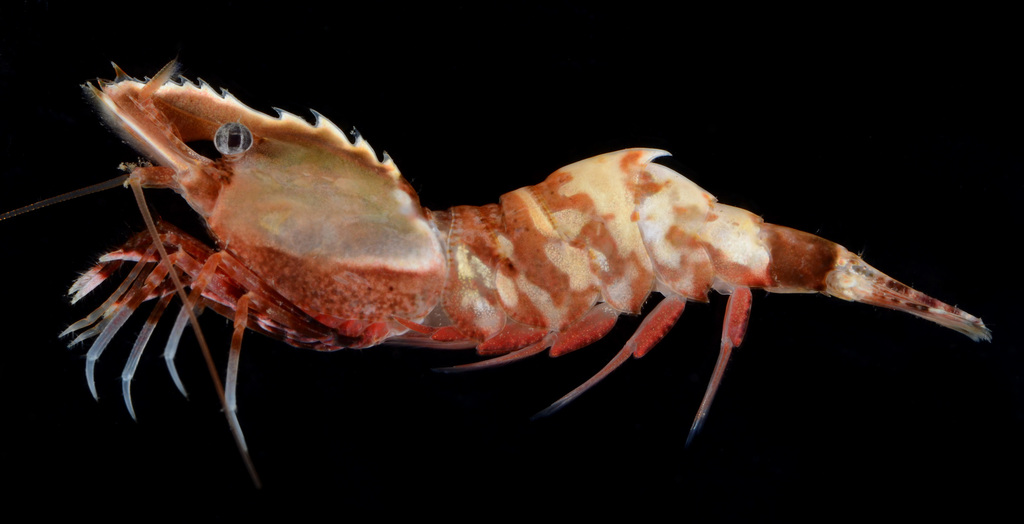Spirontocaris lamellicornis