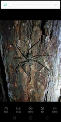 Heteropoda longipes