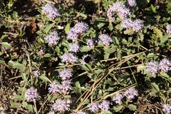Ceanothus prostratus