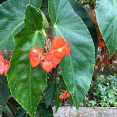 Begonia coccinea