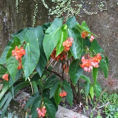 Begonia coccinea