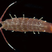 Blunt-tailed Isopod - Photo (c) smithsonian_marinegeo, some rights reserved (CC BY-NC-SA), uploaded by smithsonian_marinegeo