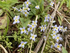 Houstonia serpyllifolia