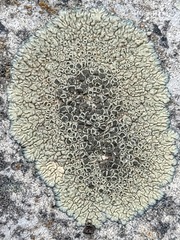 Lecanora sierrae