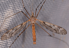 Tipula longiventris