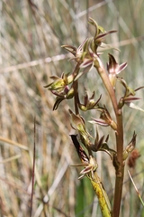 Prasophyllum sphacelatum