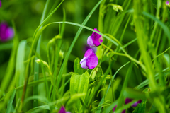 Lathyrus hirsutus