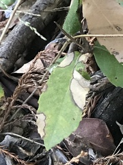 Phytophthora ramorum