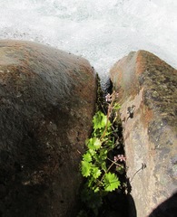 Micranthes odontoloma