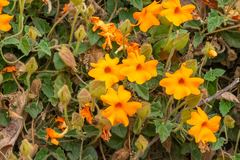 Thunbergia gregorii
