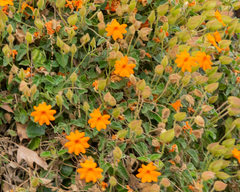Thunbergia gregorii