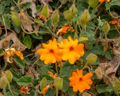 Thunbergia gregorii