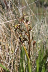 Prasophyllum sphacelatum