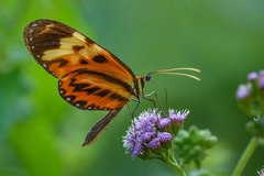 Mechanitis polymnia polymnia