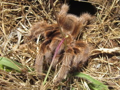 Grammostola rosea