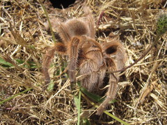 Grammostola rosea