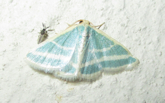 Mixocera frustratoria