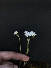 Plagiobothrys scouleri