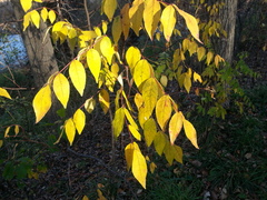 Zanthoxylum americanum