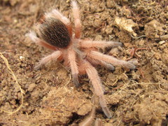 Grammostola rosea