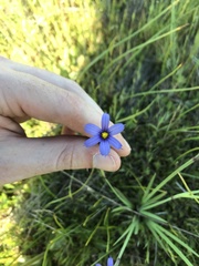 Sisyrinchium idahoense