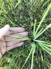 Sisyrinchium idahoense
