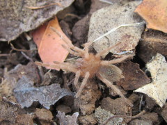 Grammostola rosea