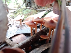 Mycena kuurkacea
