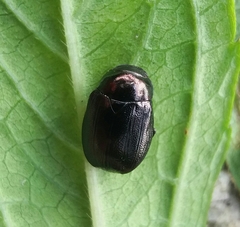 Apogonia cribricollis