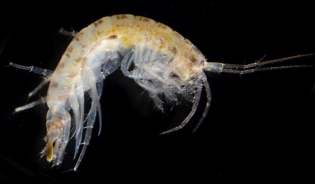 Protomedeiinae