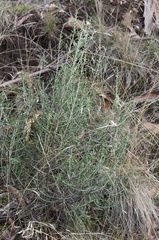 Ozothamnus scutellifolius