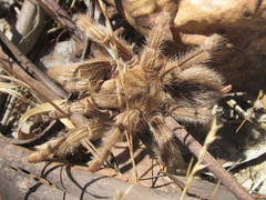 Grammostola rosea