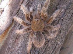 Grammostola rosea