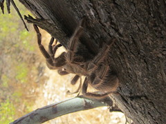 Grammostola rosea